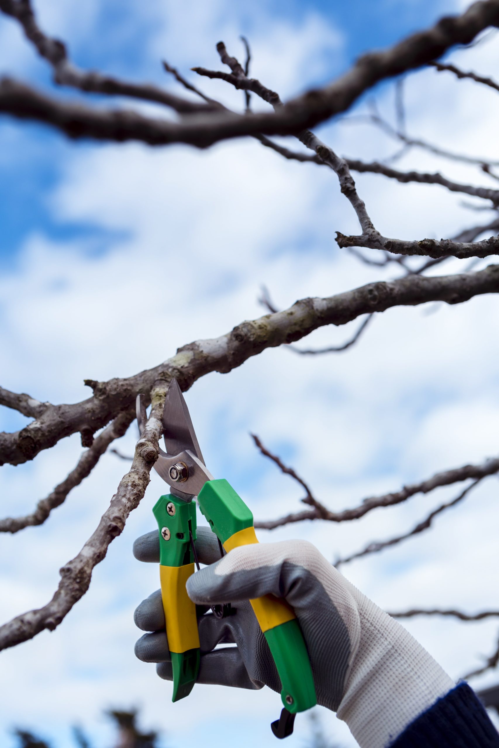 close-up-man-cutting-dried-branches-min-scaled