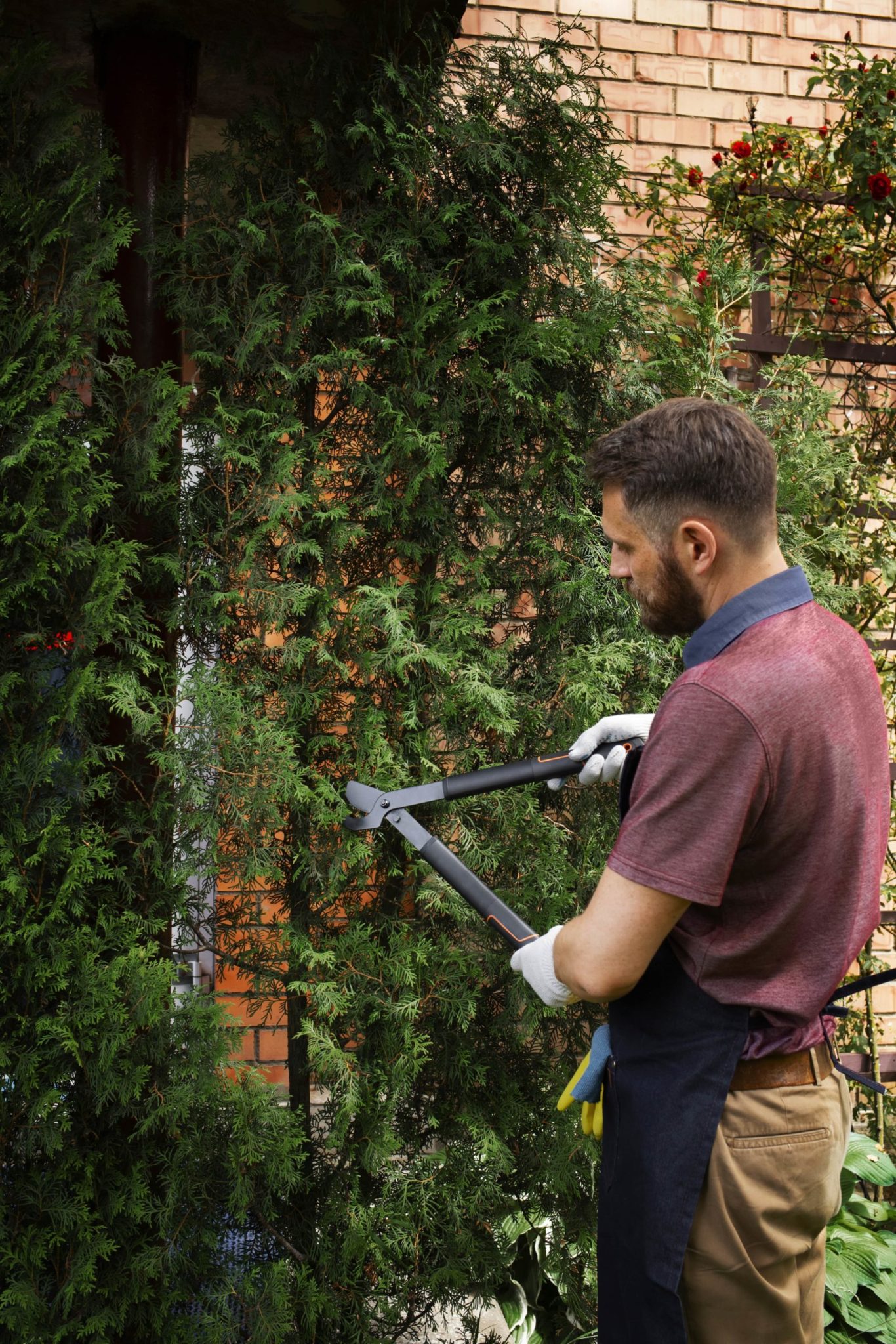 A Beginners Guide How To Trim A Tree Affordable Paradise Lawn a-beginners-guide-how-to-trim-a-tree-affordable-paradise-lawn